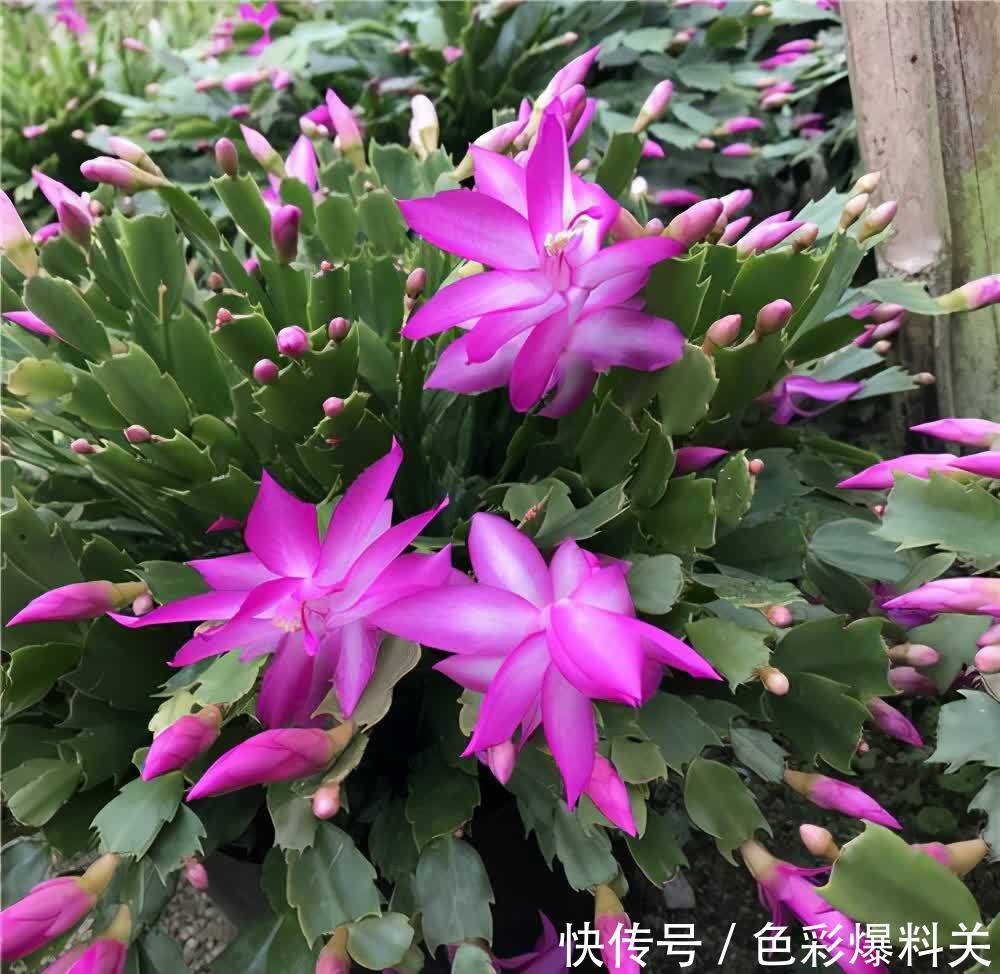 夏天|夏天,有4种花不能浇水多了,“控制浇水”才能状态更美