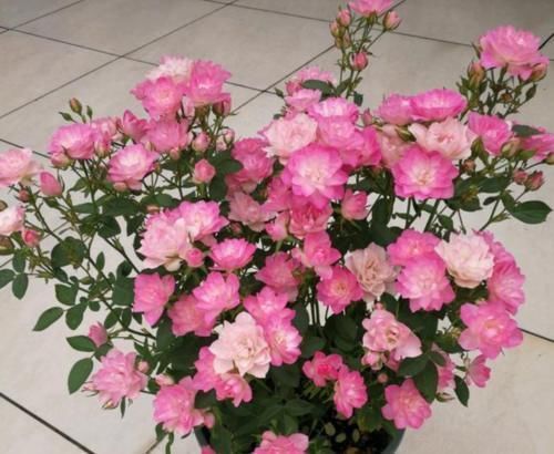 观赏价值|家里就养4种花,漂亮花期长,一年四季开不停,养护简单又漂亮!