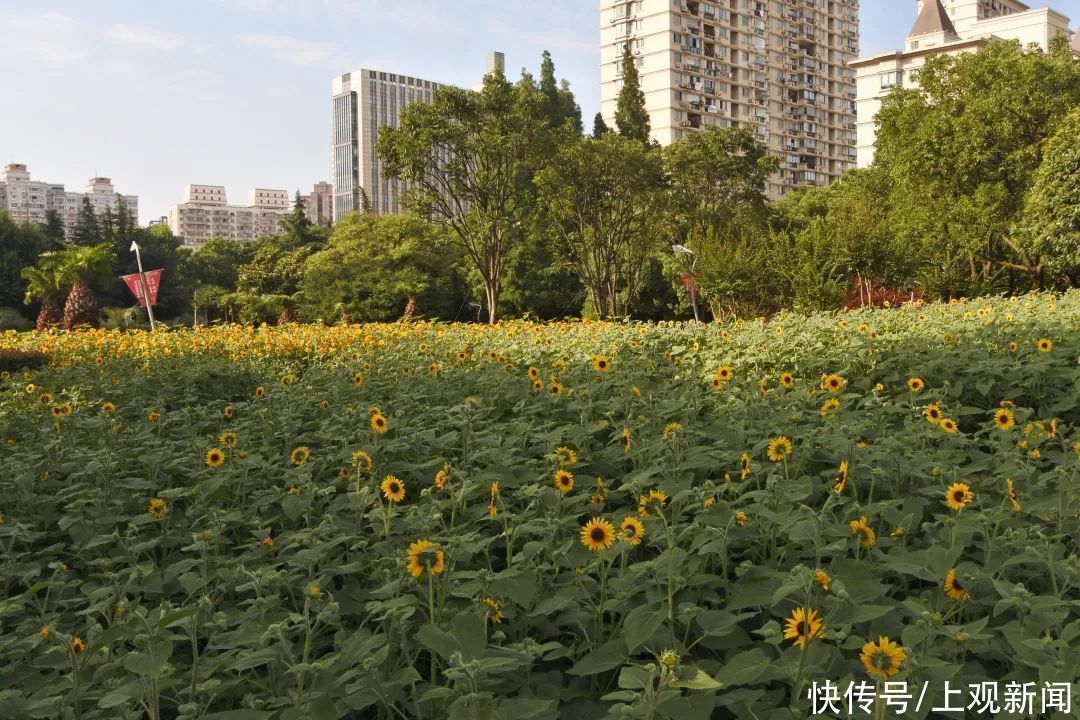 南园|南园滨江绿地：来看那片向日葵花海