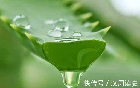 营养物质|金枝玉叶和玉树养不好?给它们“喝”点“精华液”,比肥料都管用