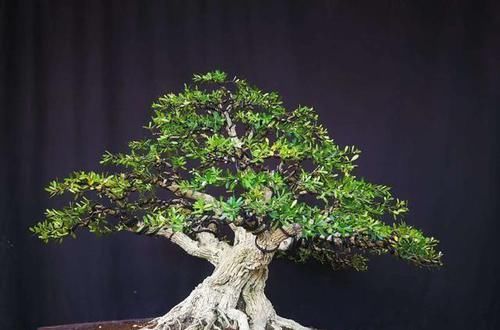 种类|小叶黄杨有哪些种类?适合室内养吗?怎样才能让它更美