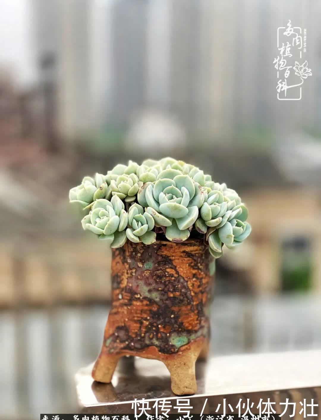 多肉|繁华落幕尽铅华，姹紫嫣红刹那，余生不长，因爱而芳华！