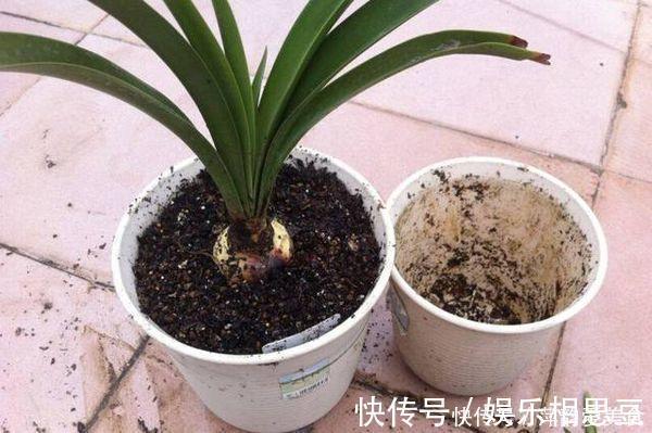 松塔|营养土不用买,2种“垃圾”丢盆里,养啥都旺,不怕板结很透气!