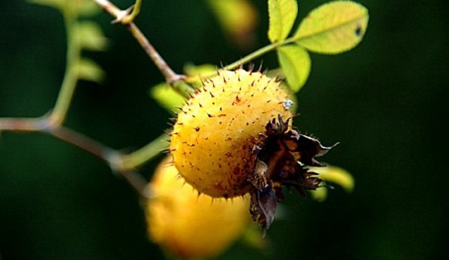 灌木丛|农村十大美味野果，吃过4种算你厉害，全吃过的几乎没有人