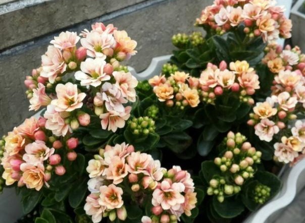 养长寿花、蟹爪兰，用上“这种液体”，4天浇1次，盆盆能开30朵！