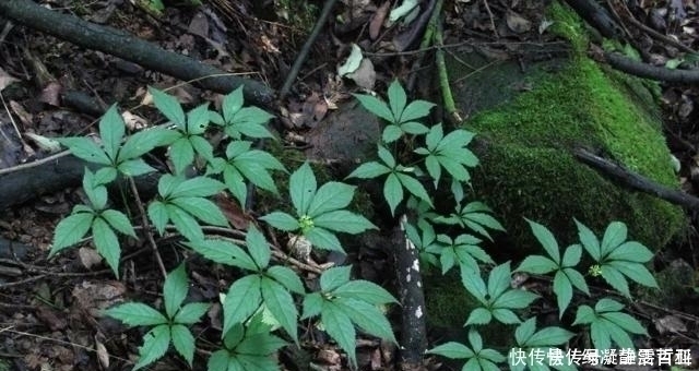 植物|这珍贵植物，请你辨认好植株，若谁到你家乡采挖，一定要制止