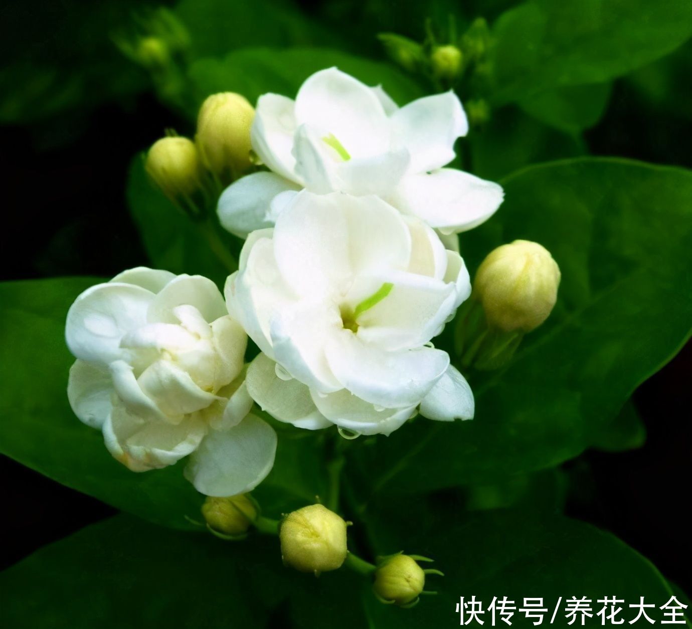 茉莉花品种繁多，每一个都香气浓郁，开花繁多