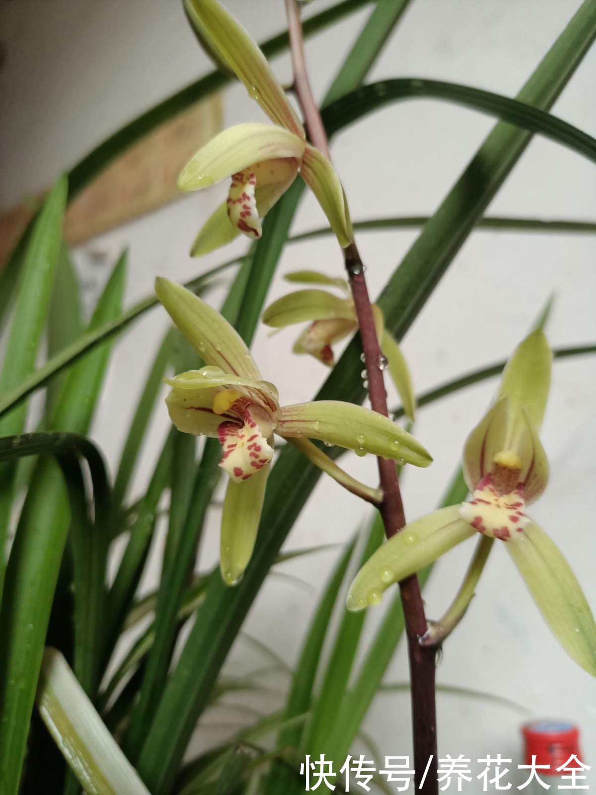 报岁兰|兰花品种多,中国兰花五大品种,你知道吗?