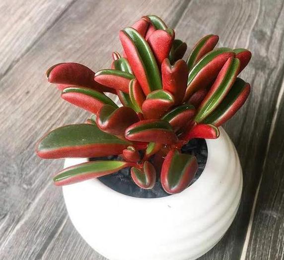 夏季养多肉需要换土，按照5步修根缓苗，新手小白皆可轻松上手