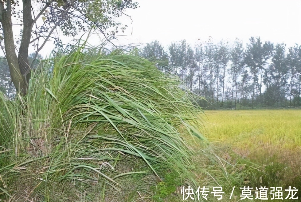 脏话@中国古代著名的十句“脏话”,骂人不吐脏字,没文化还真听不懂!