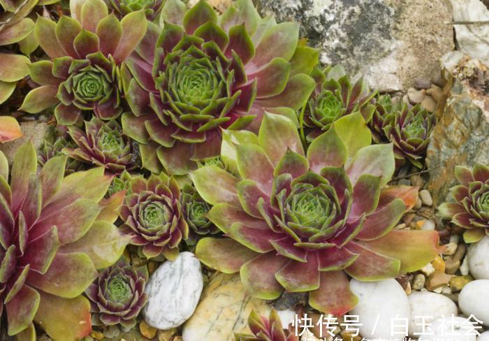 芦荟|10种最耐寒的多肉植物,零下了都不会死,新手就养它们吧