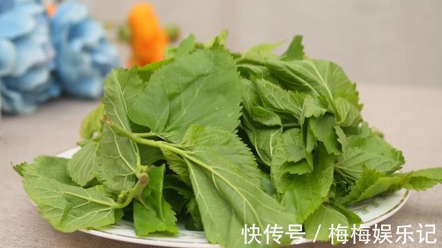 神仙叶|人到中年,血液粘稠!用这叶子泡水喝,三高降了,眼睛也越来越亮