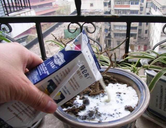 养花遇见虫害怎么办用这6种肥水浇花,虫远离叶翠绿