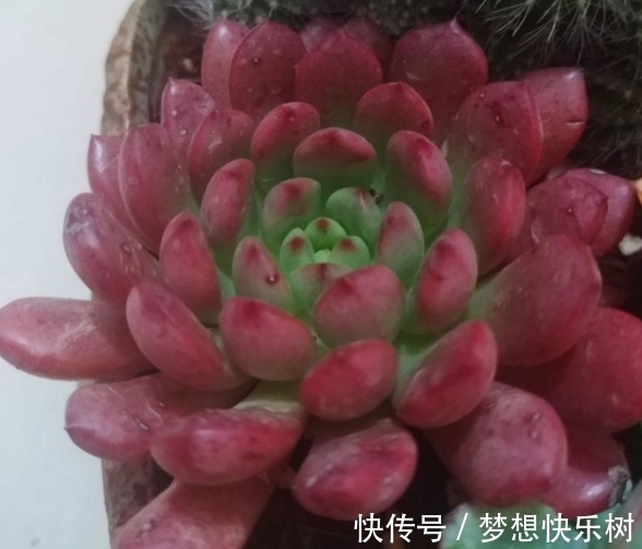 浇水|红宝石由绿变红,只需注意这5点,从众多肉中脱颖而出