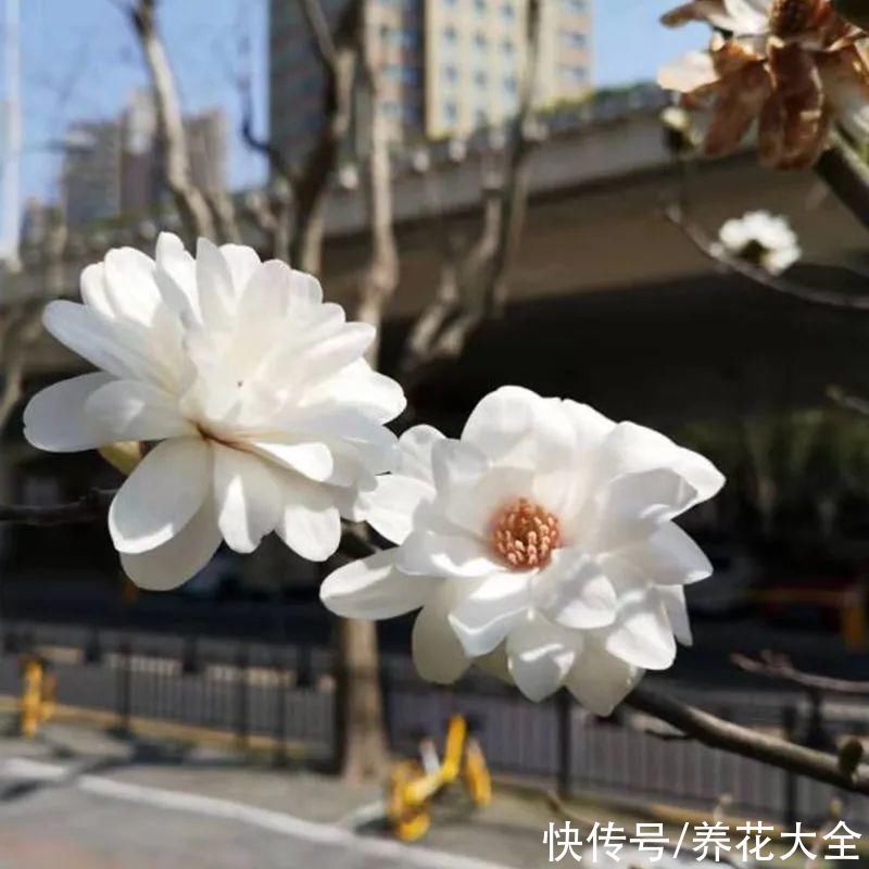 家门口种棵“吉祥花”,满树都开花,还有“镇宅”好兆头