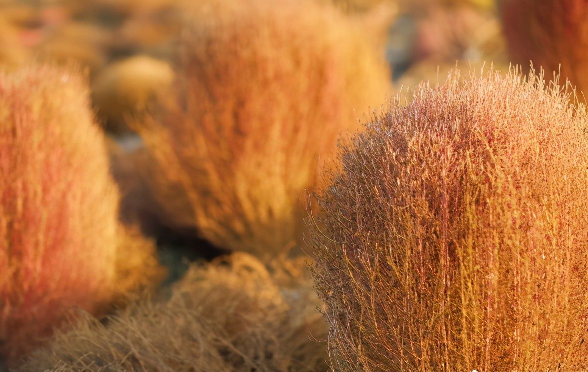地肤|农村常见的地肤草,笤帚、饺子都能做,种在花盆里真不孬