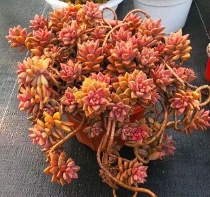 多肉植物|温度低多肉不生长？给它做4步，反而养出“美肉肉”，直接出状态