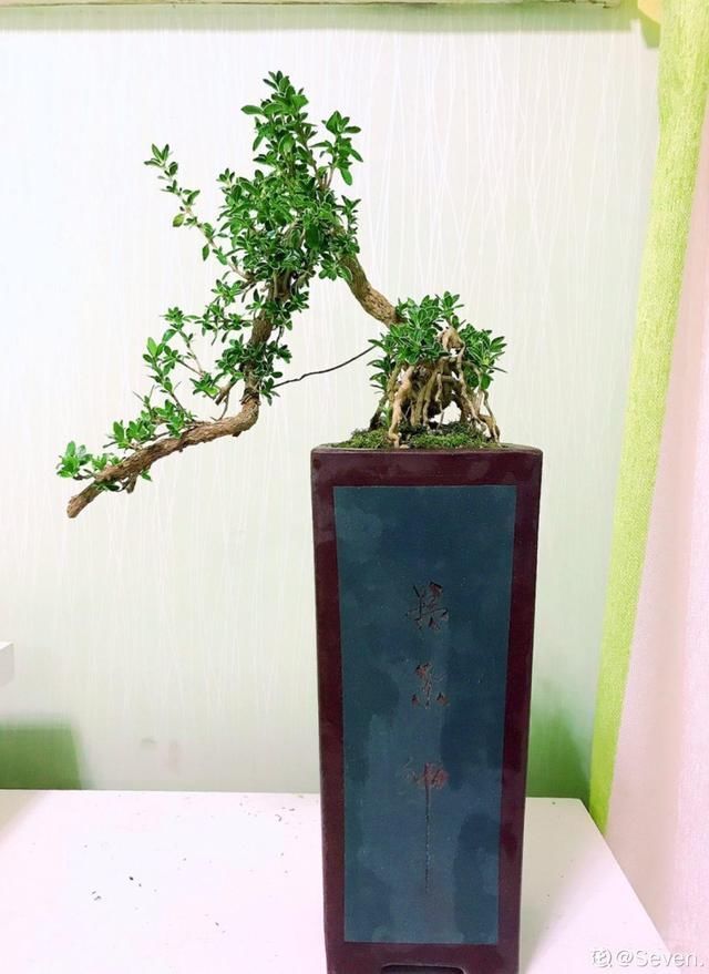 农村不起眼的树,挖一棵做盆景,比买得还要好看