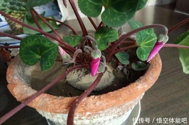 花一变这样，就是休眠了，赶紧换个地方养！花一变这样，就是休眠了，赶紧换个地方养！