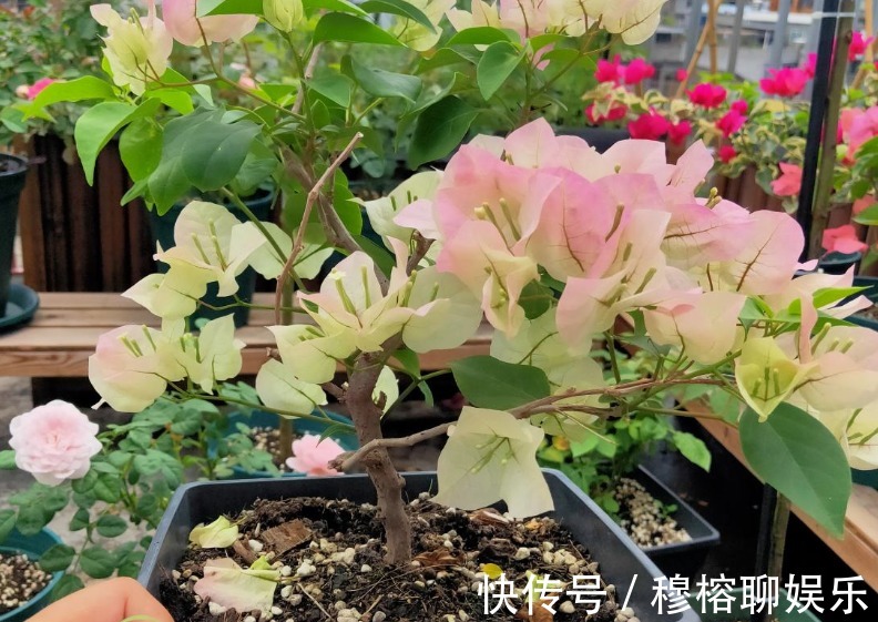 三角梅只长叶子不开花,赶紧剪一刀、虐一虐,花呼呼全开!