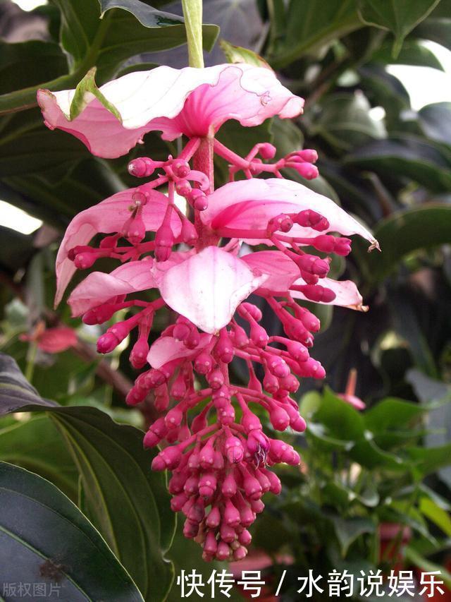 过去一年很火的5种网红花:第一种贵而难养,第三种就是个骗局