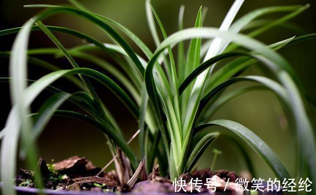 兰苗|怎么判断兰花缺少氮磷钾?学会这三招,养不好兰花都难