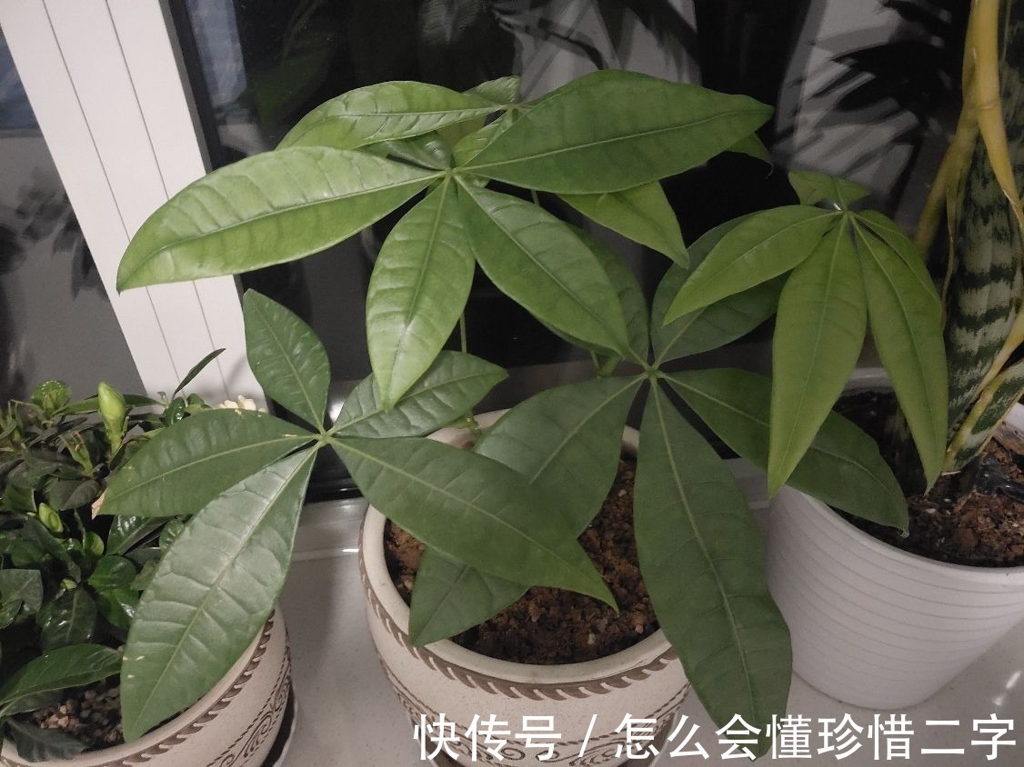 君子兰|大花盆养花不一定好，5种花小盆挤着养，才能越长越旺