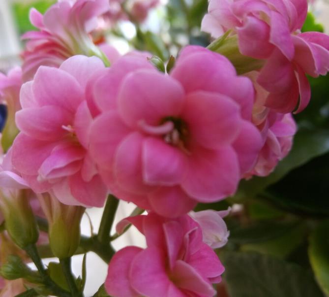 小花园|为了养花种菜,奶奶花160万买了郊区的别墅,3年之后,后悔了