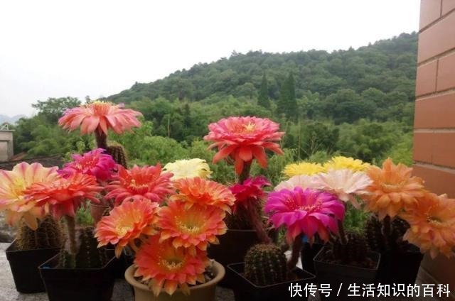 想省心就养这些花，没有病虫害，就爱开花！想省心就养这些花，没有病虫害，就爱开花！