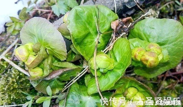 肠胃疾病|长在溪边无人识,叶子却极珍贵,俗称“驴蹄菜”,别忽视