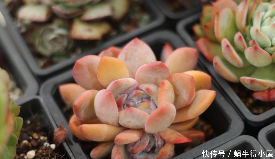 光照|5月,养多肉先检查一遍,看看它们有没有这些症状,休眠了?