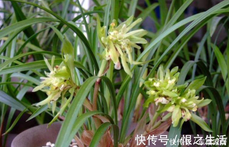 几种超香的花卉,好活易爆盆,花色柔美,花朵烂漫迷人