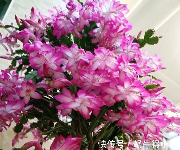 蟹爪兰|蟹爪兰要会“掐”,掐了新叶好处大?掐不对,一年不开花