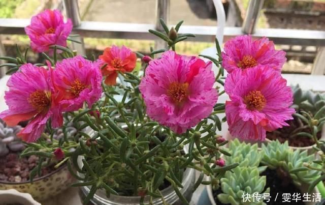 阳台|这几种花远离阳台，温度一高就晒黄叶，一时半会无法返青