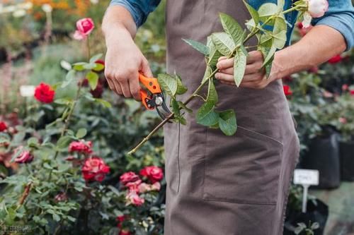 月季花开完第一次花后我给它重剪了只留下裸桩这样好吗?