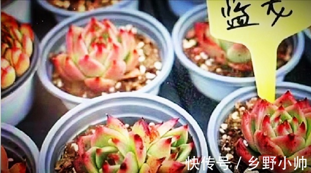 蓝龙多肉是吉娃娃和乌木的杂交?学会正确养护方法,四季都很美