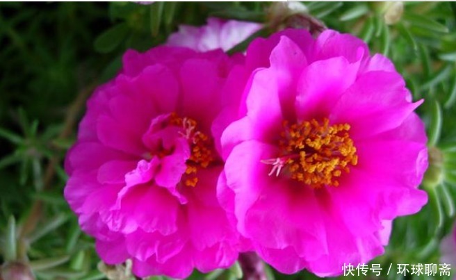 4种花不怕旱、不怕晒，好养易爆盆，越热开花越多，家中必养！