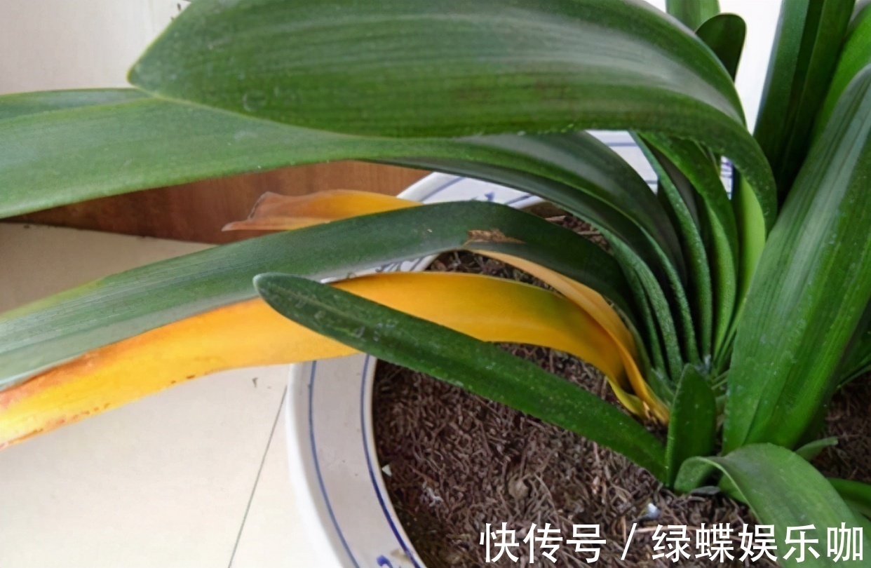 发黄|养君子兰的“小诀窍”,通过观察叶子,就能找出它的病因
