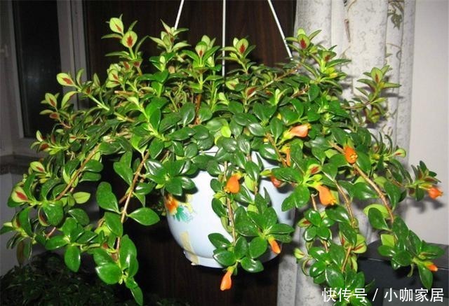 牢记|冬天养金鱼吊兰,“3喜1怕”要牢记,学会了叶子翠绿花满枝头