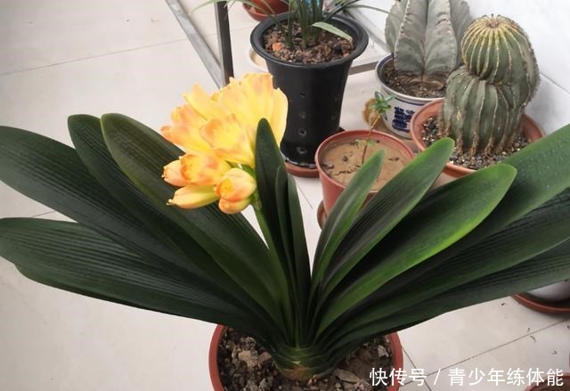 7种花“怕水”,浇水越多死得越快,管不住手的话,再有钱也别养!