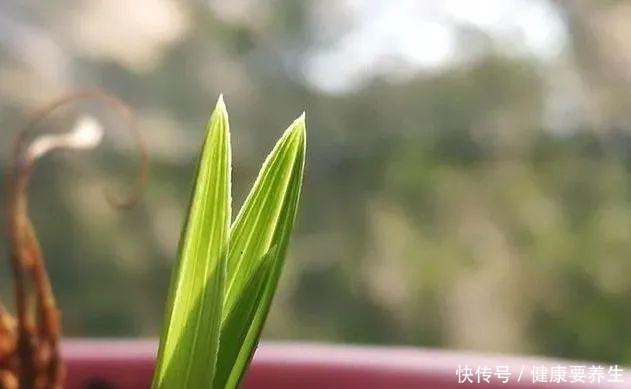 兰花新芽最怕什么兰友就是这四害！