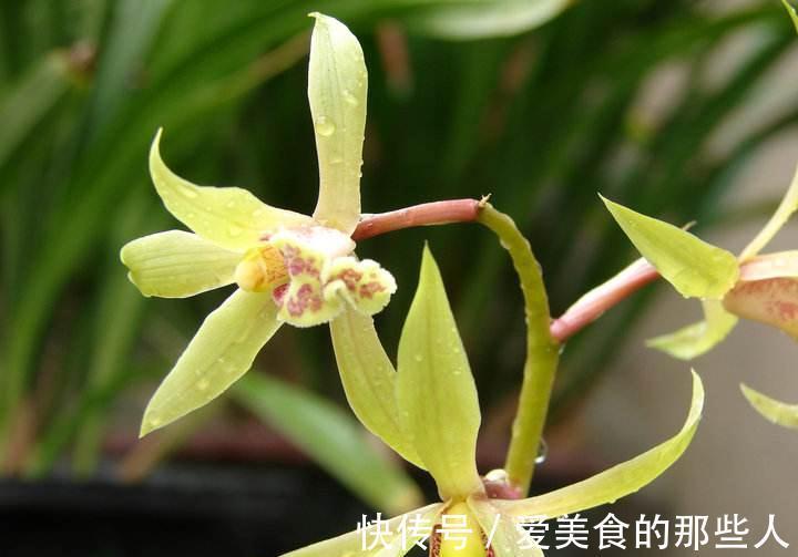 野生惠兰有哪些优点，怎样才能养好惠兰