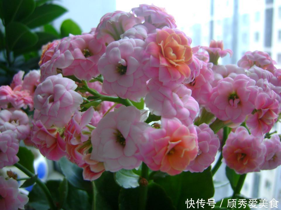 小动作|蟹爪兰长寿花，开花前后做个小动作，一个月后又开爆成花球
