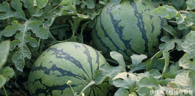 西瓜|乾隆出游,吃西瓜时得一上联,瓜农对出下联,乾隆赶紧杀了瓜农!