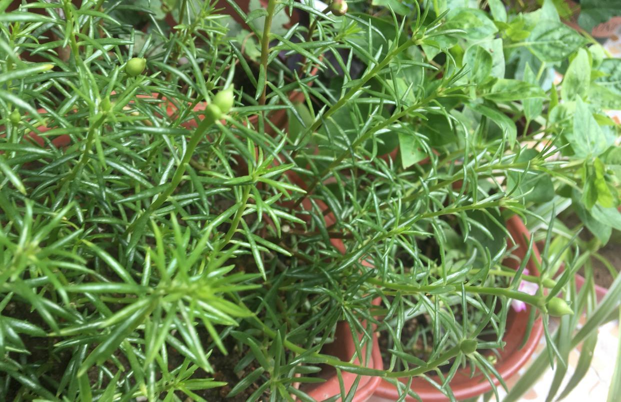 浇水|夏天养太阳花，记住3招，花苞更多，花朵更大花色更艳