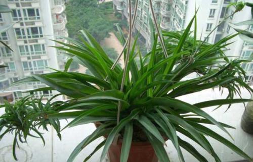 补救|吊兰烂根是什么原因导致的,这样可以补救吊兰烂根问题