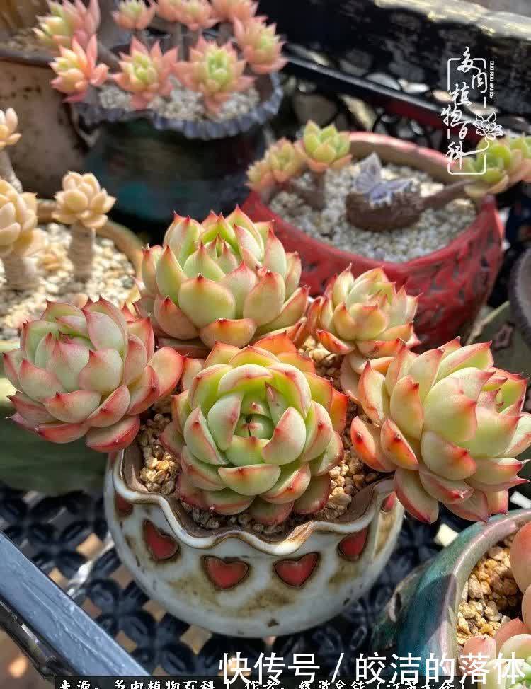 阳光露台多肉,天时地利人和!美肉知时节,当春乃发生!