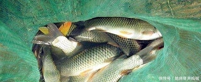 温度与钓鱼有啥关系弄懂这些关键问题,让大鱼咬钩不再难