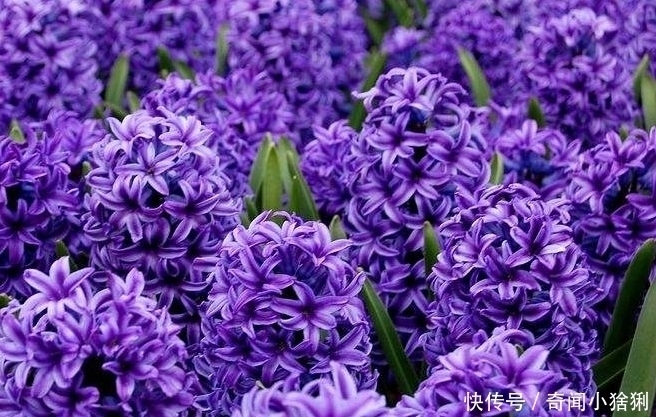 世界上最美的5种花,有1种极其少见,每一种都美到窒息