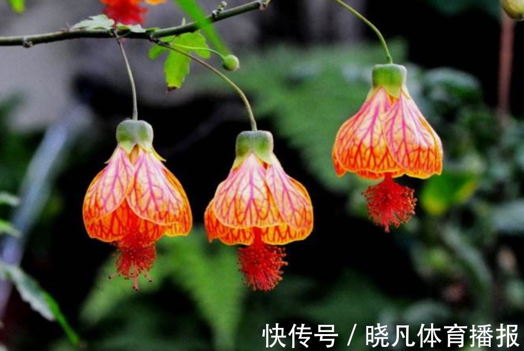 腊月|俗语“人怕腊月生,又怕腊月死”,为何这么说,有啥深层含义?